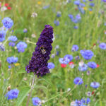 Buddleja davidii Black Knight