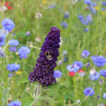 Buddleja davidii Black Knight