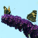 Buddleja davidii Black Knight