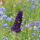 Sommerflieder lila Blüten