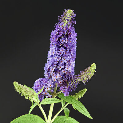 butterfly bush empire Blue