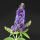 butterfly bush empire Blue