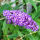 butterfly bush empire Blue