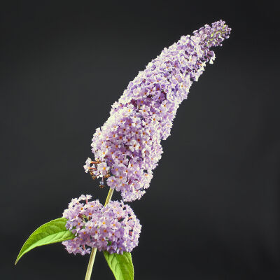 butterfly bush  Pink delight