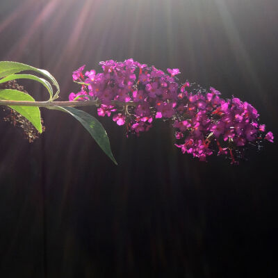 Buddleja Davidii Royal red