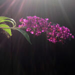 butterfly bush  Royal red