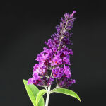 butterfly bush  Royal red