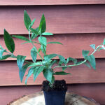 butterfly bush  Royal red