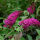 butterfly bush  Royal red