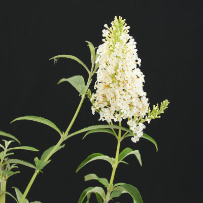 Buddleja White Profusion