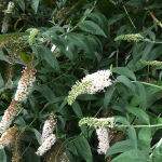 Buddleja White Profusion