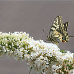 butterfly bush White Profusion