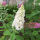 Buddleja White Profusion