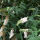 butterfly bush White Profusion