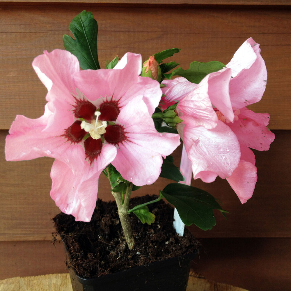 Garteneibisch Rosa Bluten 2 04