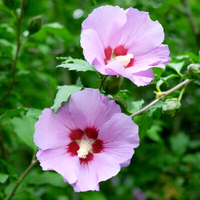 Garteneibisch rosa Blüten