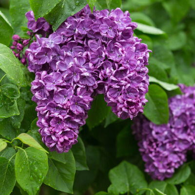 common lilac Charles Joly