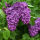 Syringa Charles Joly