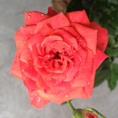 Bodendeckerrose orange