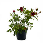 Bodendeckerrose Rot