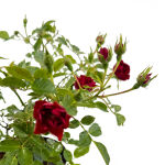 Bodendeckerrose Rot