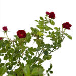 Bodendeckerrose Rot