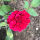 Rosa the Fairy rot