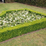 Ground Cover Roses