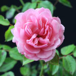 Bodendecker Rose Fairy