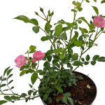 Bodendeckerrose Rosa