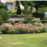 Ground Cover Roses