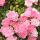 Ground Cover Roses