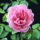 Bodendeckerrose Rosa