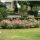 Ground Cover Roses