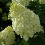 Hydrangea paniculata Polar Bear