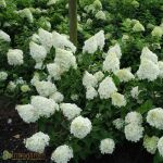 Hydrangea paniculata Polar Bear