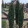 Taxus baccata Fastigiata