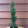 Taxus baccata Fastigiata