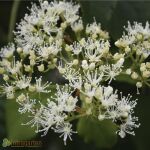 Hydrangea anomala petiolaris