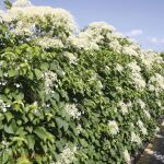 Climbing hydrangea