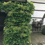 Climbing hydrangea