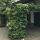 Climbing hydrangea