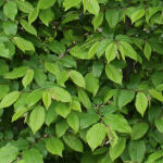 common hornbeam