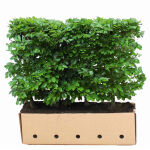 Heckenelement Fagus Sylvatica 80 cm (Rotbuche)