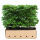Heckenelement Rotbuche 150 x 100 cm - Fagus Sylvatica