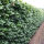 Heckenelement Rotbuche 150 x 100 cm - Fagus Sylvatica
