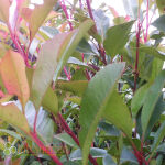 Photinia