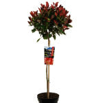 Photinia