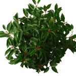 Prunus lusitanica Angustifolia