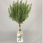 Echter Lavendel auf Stamm